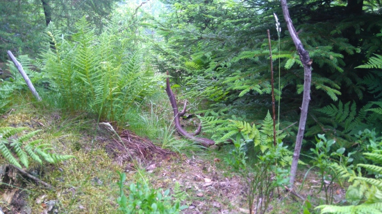 ešte stále sa dajú nájsť