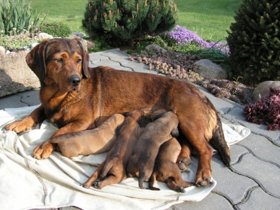 muj jess dole v levo