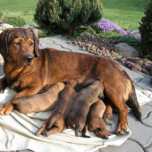 muj jess dole v levo