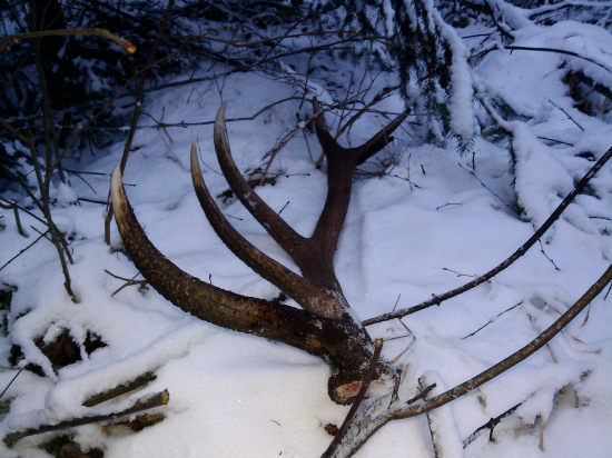 Polovične šťastie