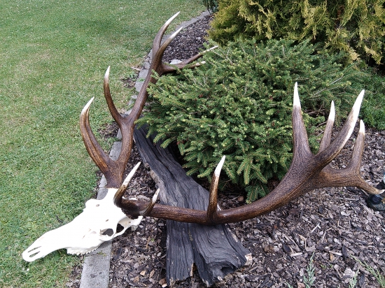 16 torak po oprave...