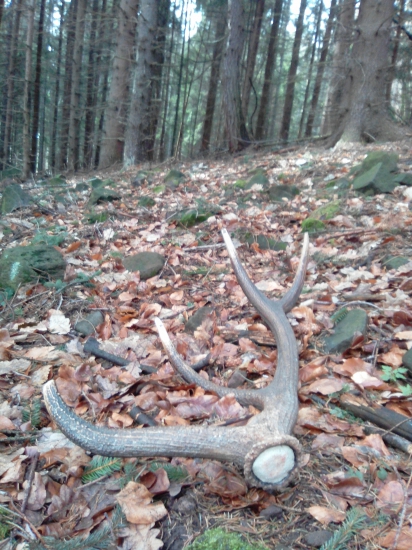 Prvý čerstvy Diana ďakujem