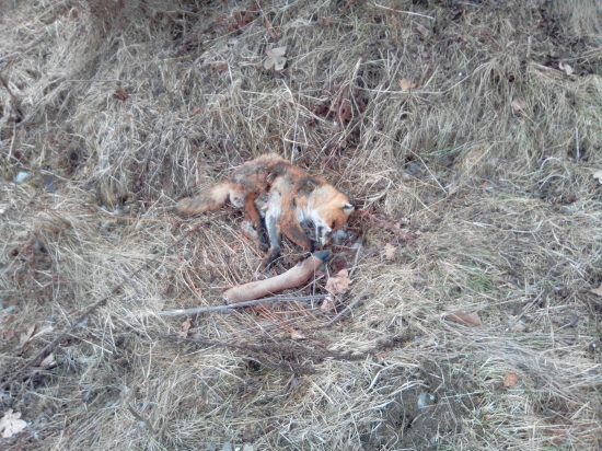 Tri lišky na navnade