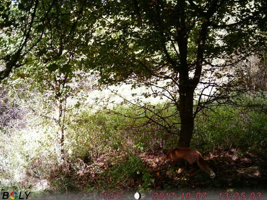 fox