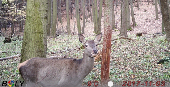 laň