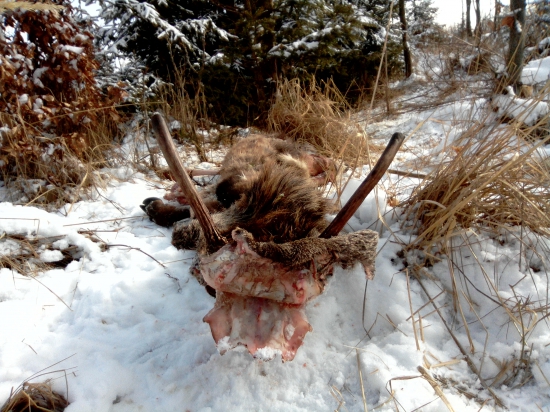 Bol raz jeden špicák..