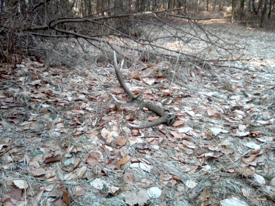 Pekny osmak...vlanajši