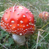 Lúky čarovali