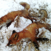 TULKA - prvý výstrel