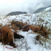 Vzhliadnutie za posledným snehom