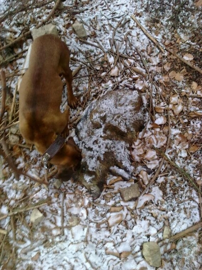 Bez psíka neviditeľné