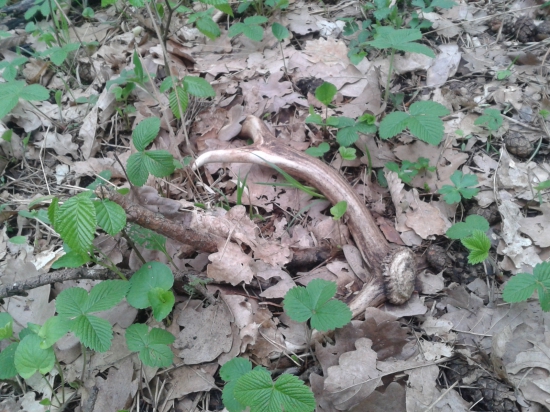 už len taký jahôdkový