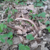 už len taký jahôdkový