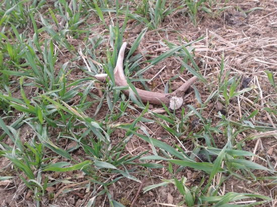 prvomájový zhodík