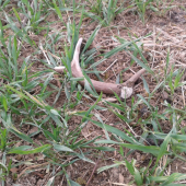 prvomájový zhodík