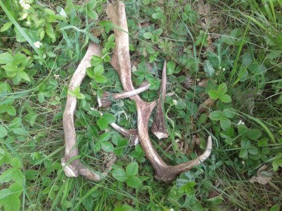 nedelná prechádzka