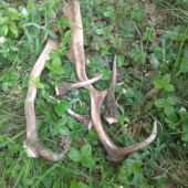 nedelná prechádzka