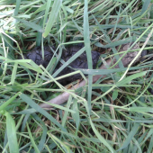 odložil aj naložil