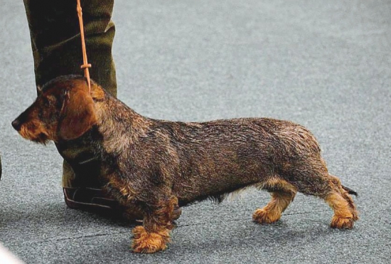 Artemis Lasičkina stopa