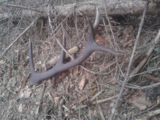 aké jelene také zhody