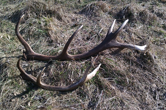 Malý a veľký kamarát