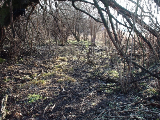 hľadajte srnčí zhod..