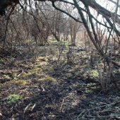 hľadajte srnčí zhod..