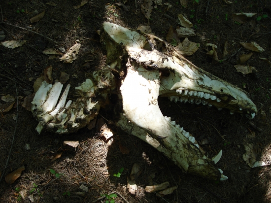 posledný tyranosaurus..