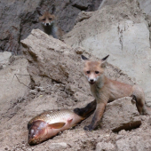 poľovníctvo a rybárstvo :-)