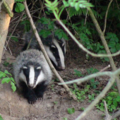 pod jezevčí skálou..