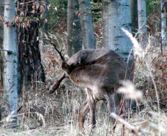 ja neviem,som naozaj samička..?!