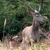 už mám len čapicu..  :-)