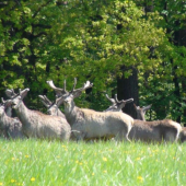 na pravé poludnie..