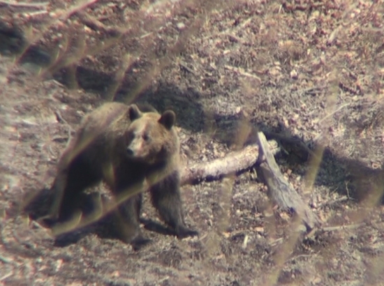 dnešná medvedica..