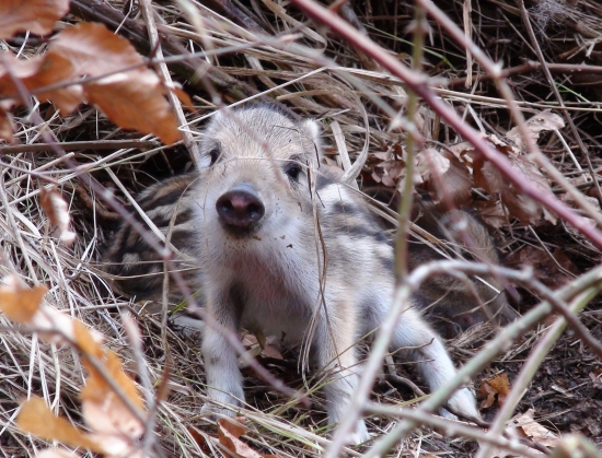 ja sa ťa nebojkám..