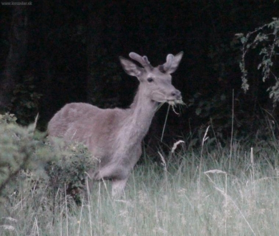 posledný jednorožec..