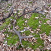 darček za prikrmovanie..