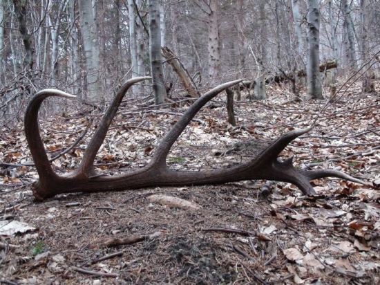 hornonitriansky plnokrvník..