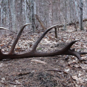 hornonitriansky plnokrvník..