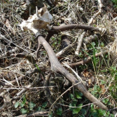 zhodil aj s hlavou..