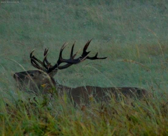 sestnastorak v ruji..