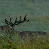 sestnastorak v ruji..
