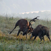 súboj jeleňov..
