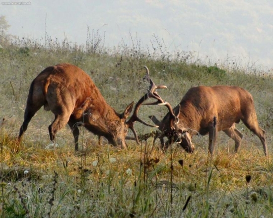 pri východe slnka..