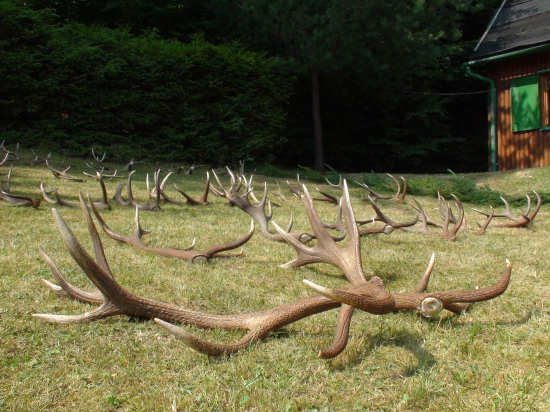 prehliadka zhodov 2013