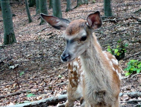 bambi..