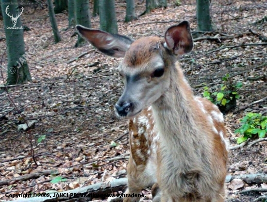 bambi..