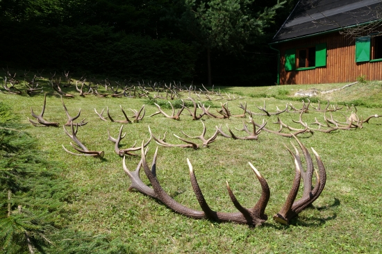 prehliadka zhodov 2014