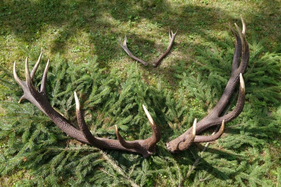 PD - kolebka kapitalnych byków