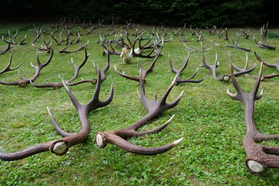 prehliadka zhodov 2015